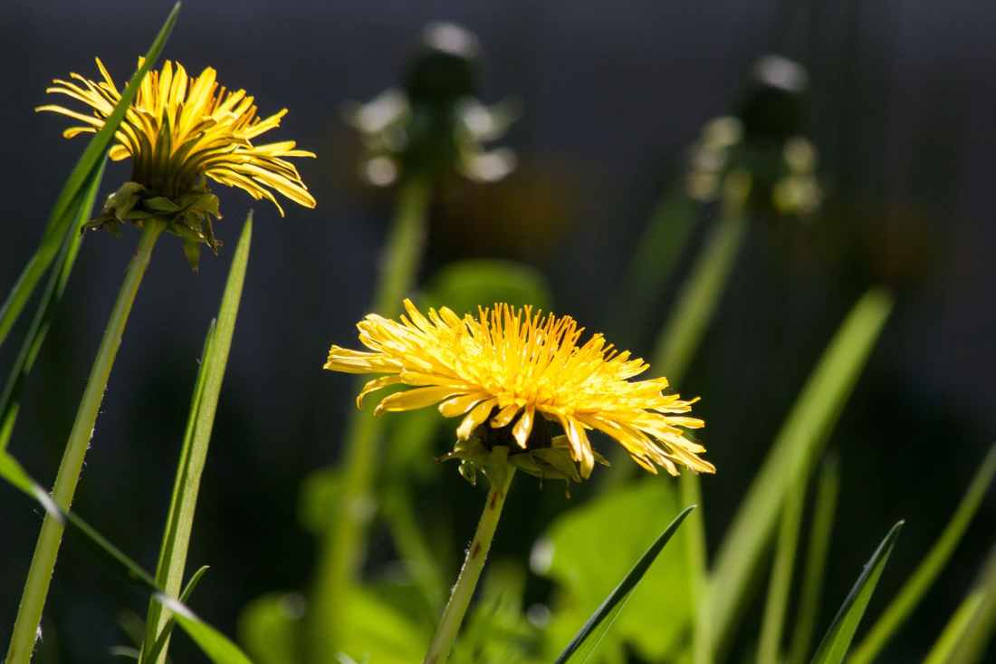 common-dandelion-dandelion-flower-bud-56896.jpeg